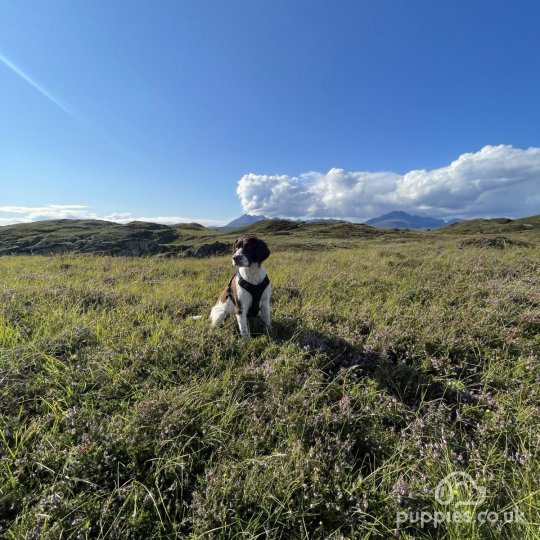 English Springer Spaniel