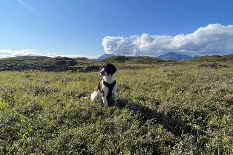 English Springer Spaniel