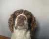 English Springer Spaniel