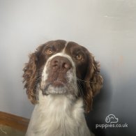 English Springer Spaniel