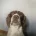 English Springer Spaniel
