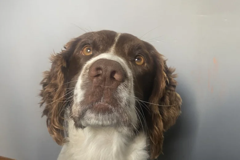 English Springer Spaniel