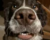 English Springer Spaniel