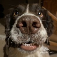 English Springer Spaniel