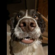 English Springer Spaniel