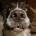 English Springer Spaniel