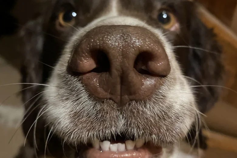 English Springer Spaniel