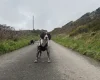 English Springer Spaniel
