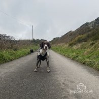 English Springer Spaniel