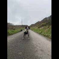 English Springer Spaniel