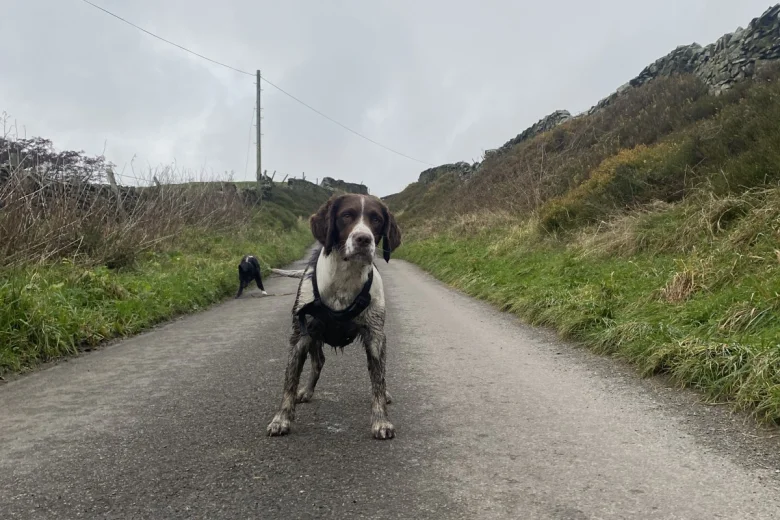 English Springer Spaniel