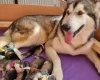 Alaskan Malamute - Both