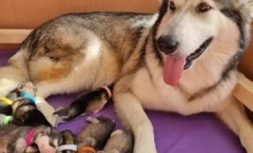 Alaskan Malamute - Both