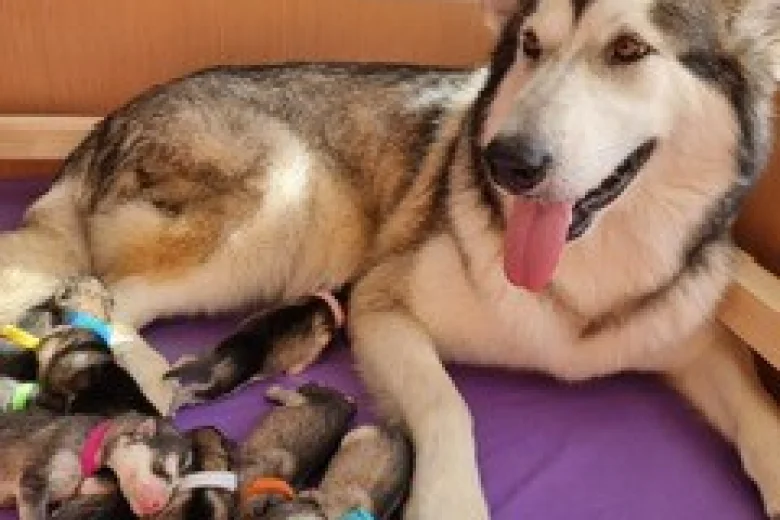 Alaskan Malamute - Both
