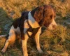 English Springer Spaniel