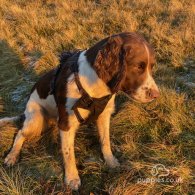 English Springer Spaniel