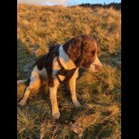 English Springer Spaniel