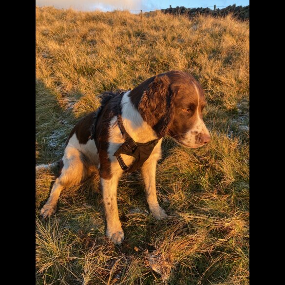 English Springer Spaniel