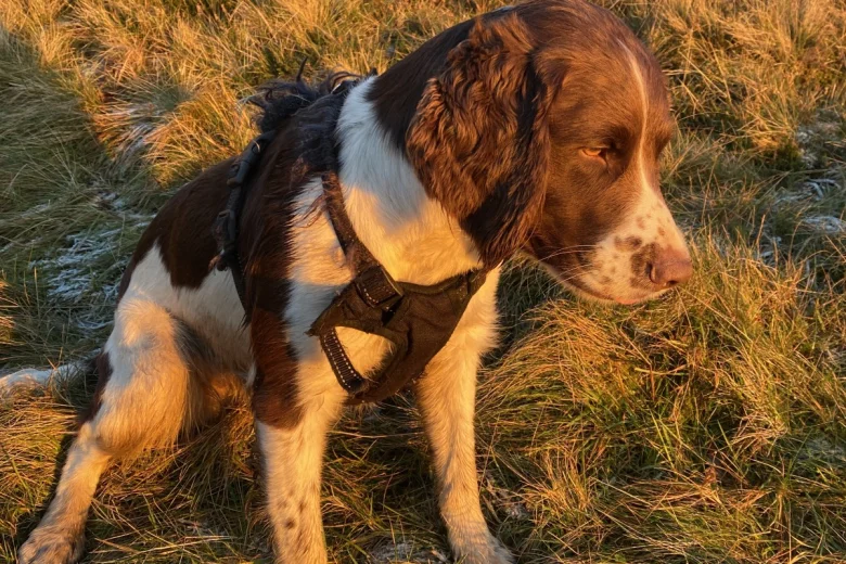 English Springer Spaniel