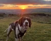 English Springer Spaniel