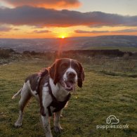 English Springer Spaniel