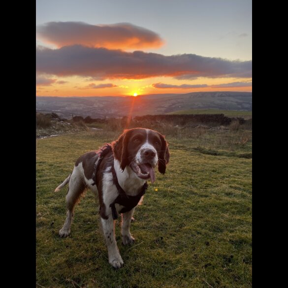 English Springer Spaniel