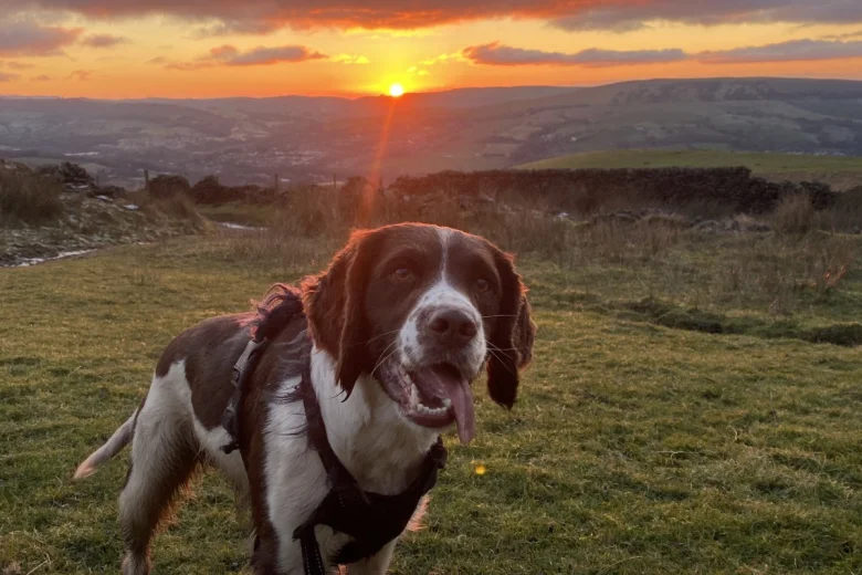 English Springer Spaniel