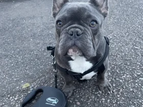 French Bulldog