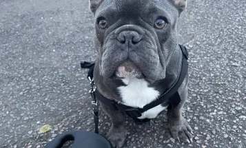 French Bulldog