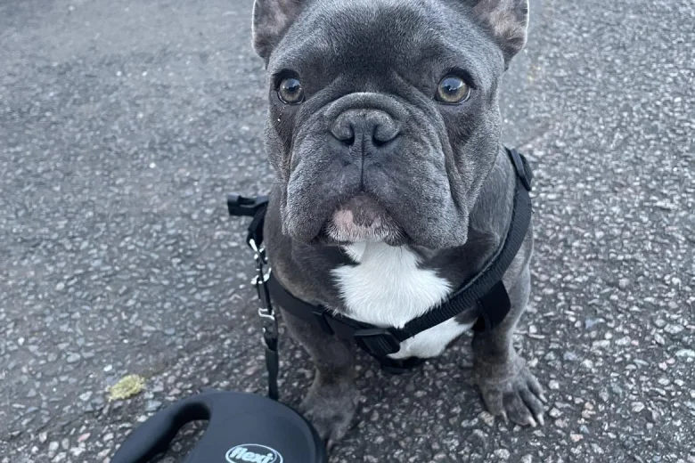 French Bulldog