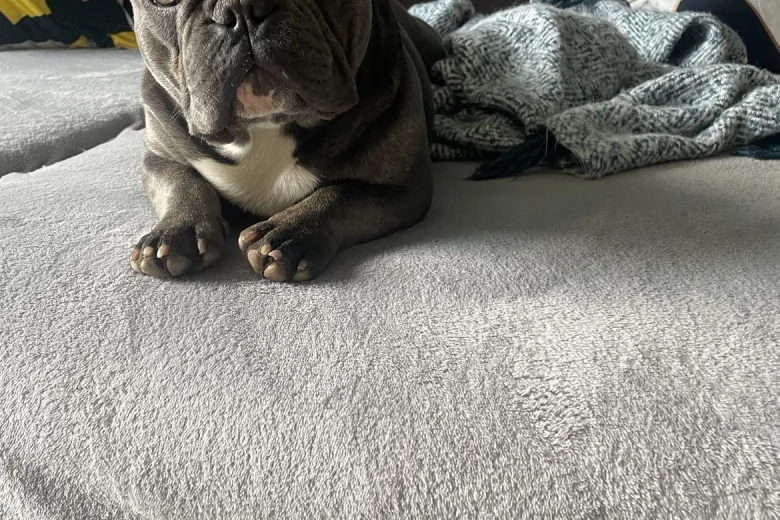French Bulldog