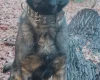 German Shepherd (Alsatian)