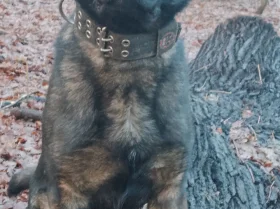 German Shepherd (Alsatian)