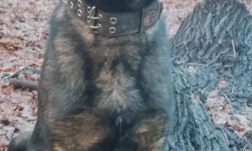 German Shepherd (Alsatian)