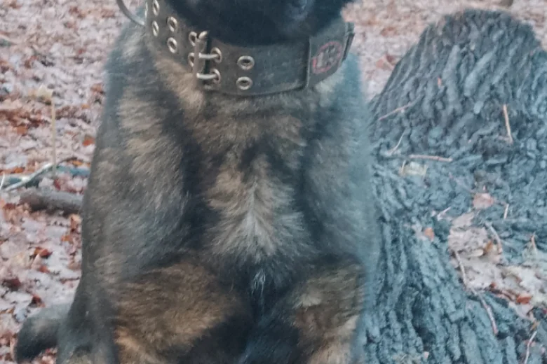 German Shepherd (Alsatian)