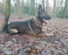 German Shepherd (Alsatian)