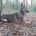 German Shepherd (Alsatian)
