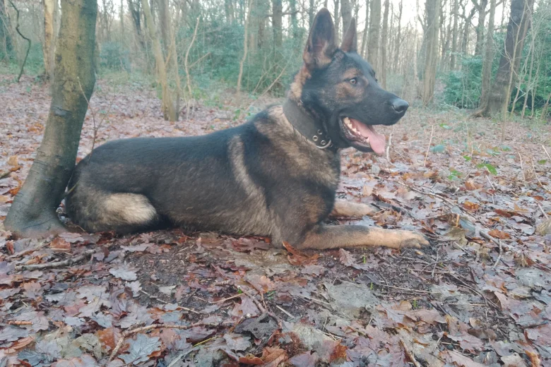 German Shepherd (Alsatian)
