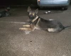 German Shepherd (Alsatian)