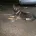 German Shepherd (Alsatian)