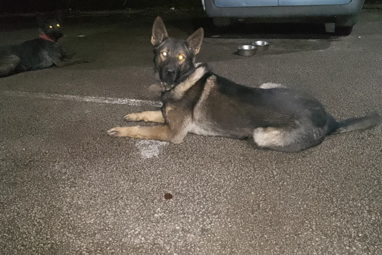 German Shepherd (Alsatian)