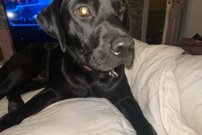 Labrador Retriever