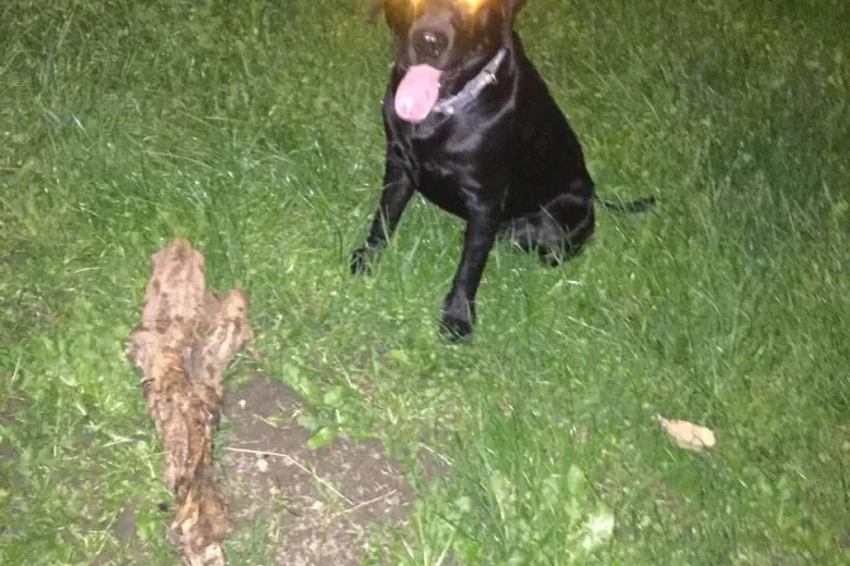 Labrador Retriever