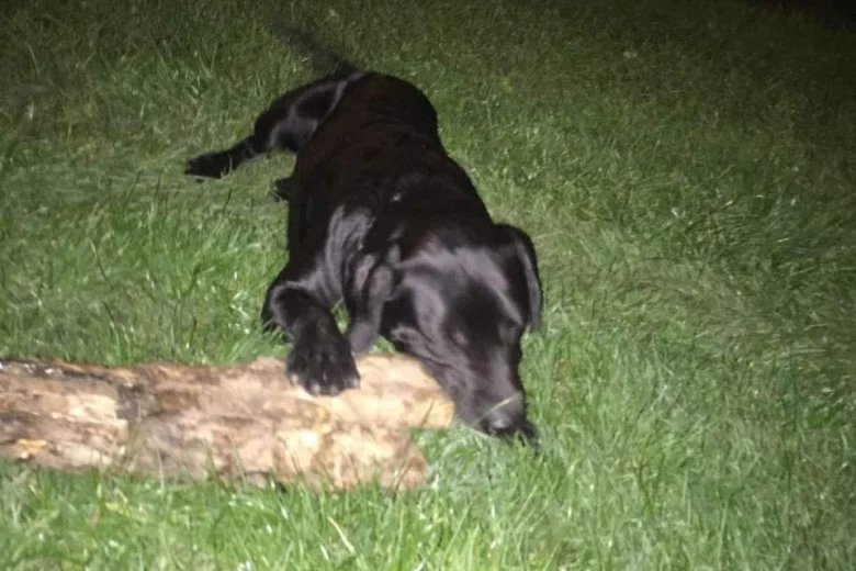 Labrador Retriever