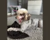 Miniature Poodle