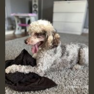 Miniature Poodle