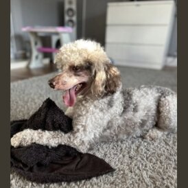 Miniature Poodle