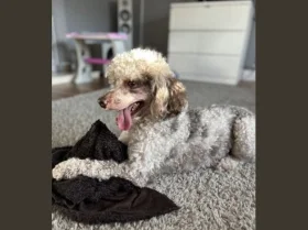 Miniature Poodle