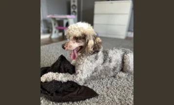 Miniature Poodle