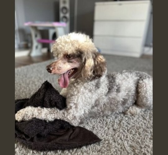 Miniature Poodle